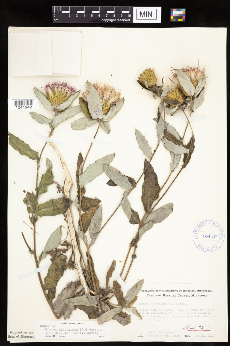 Thistle photo 5