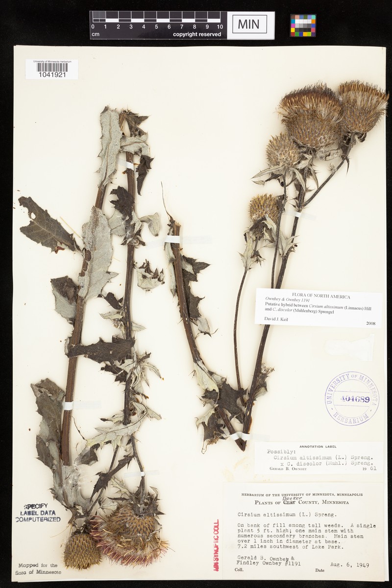 Thistle photo 6