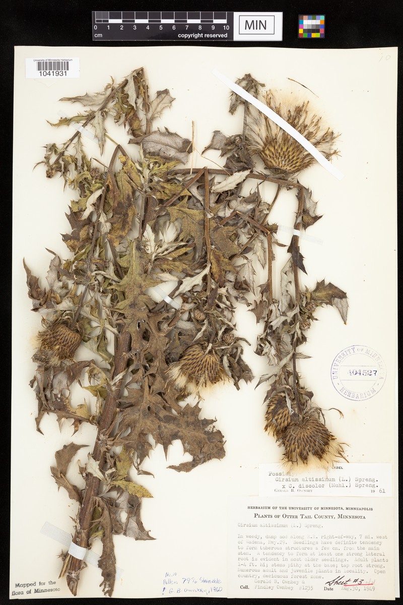 Thistle photo 7