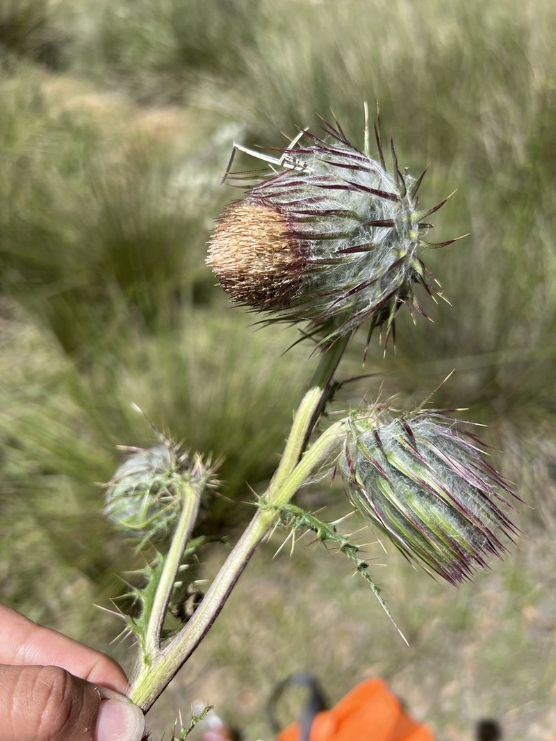 Cirsium acantholepis