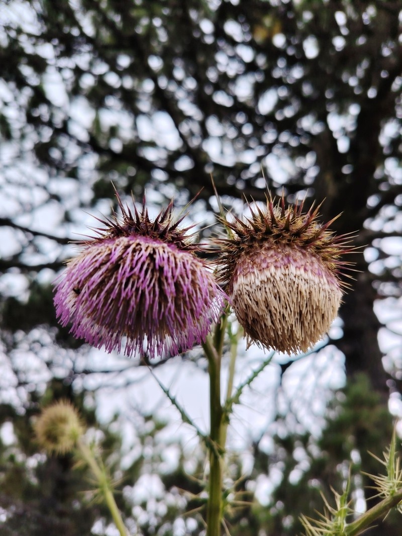 Cirsium acantholepis photo 2