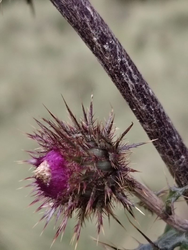 Cirsium acantholepis photo 3