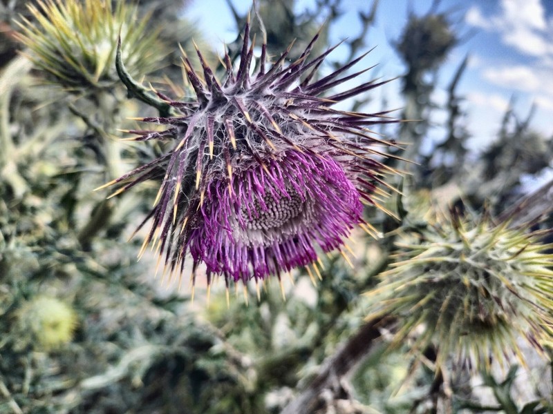 Cirsium acantholepis photo 4