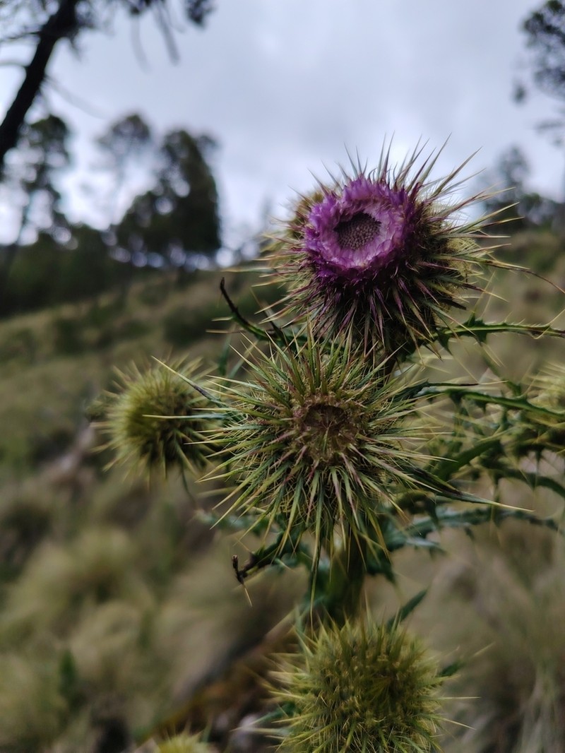 Cirsium acantholepis photo 5