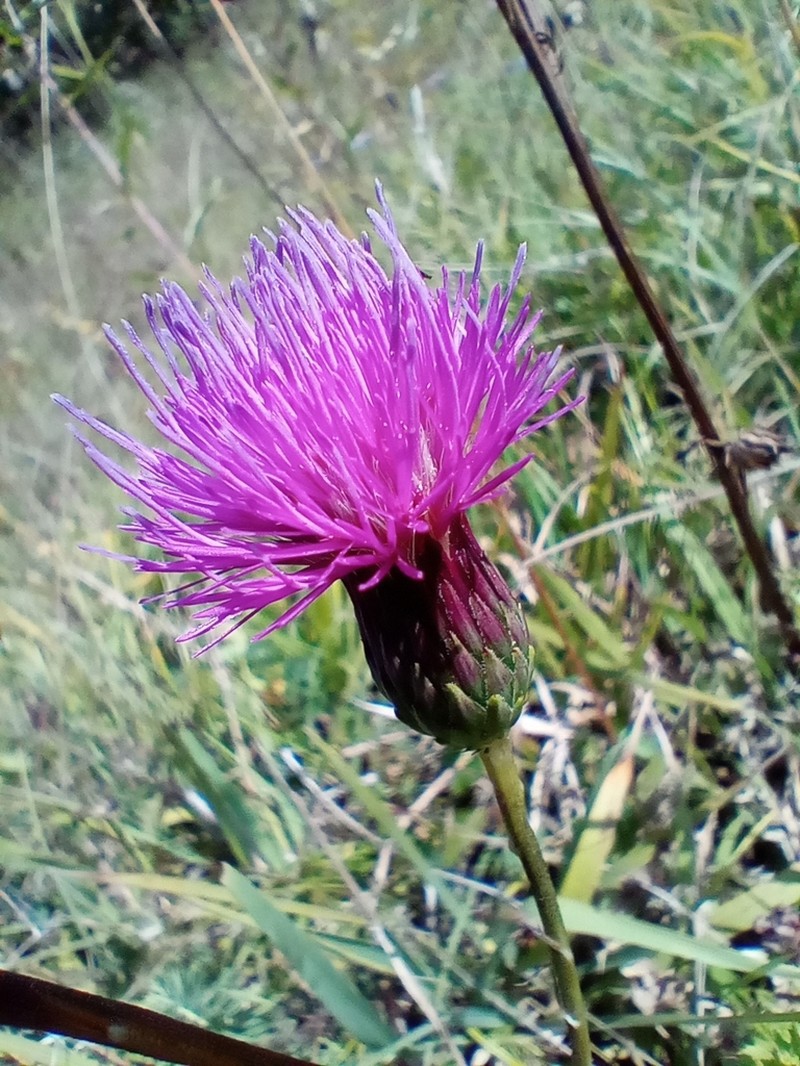 Cirsium acaulon photo 2