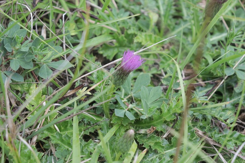 Cirsium acaulon photo 3