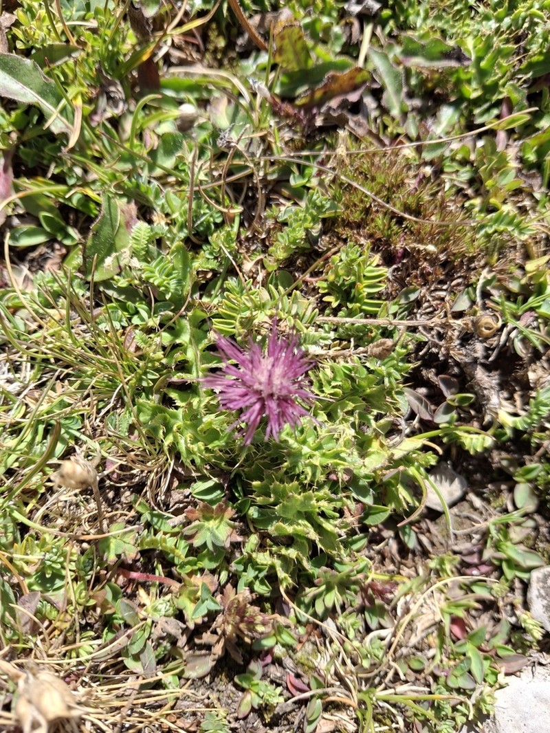 Cirsium acaulon photo 4
