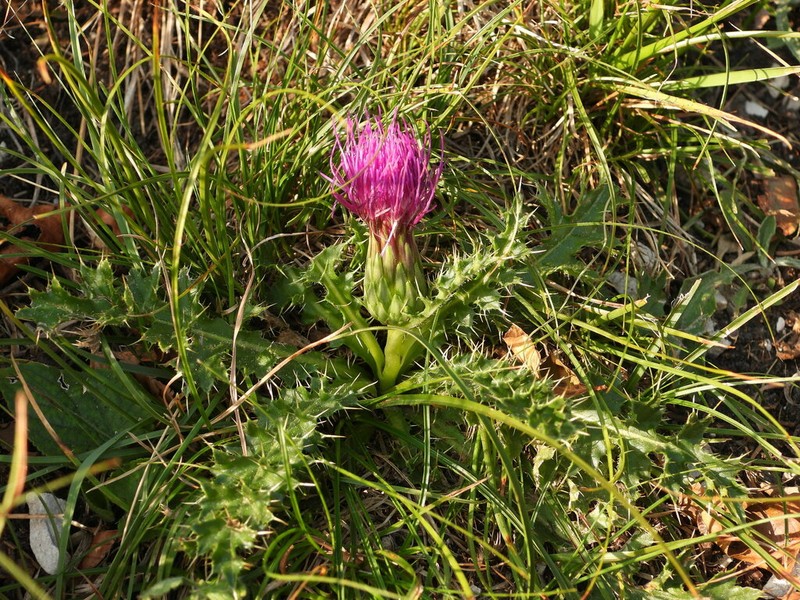 Cirsium acaulon photo 5