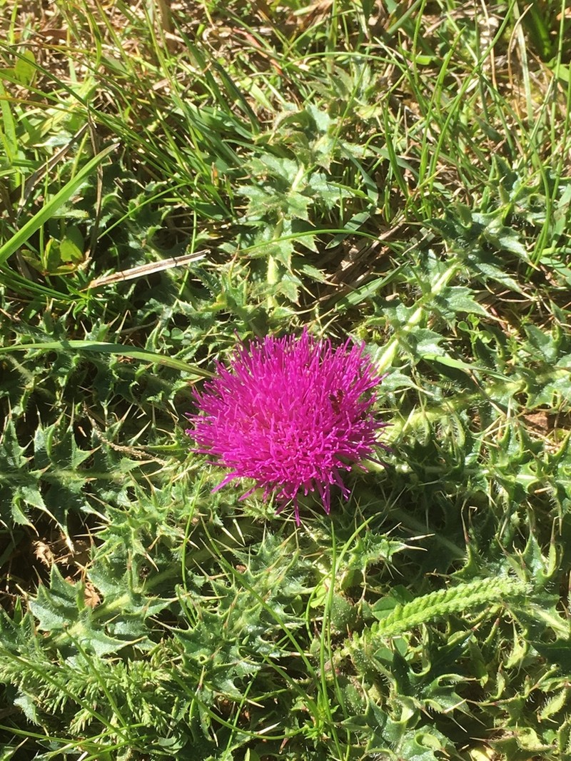 Cirsium acaulon photo 6