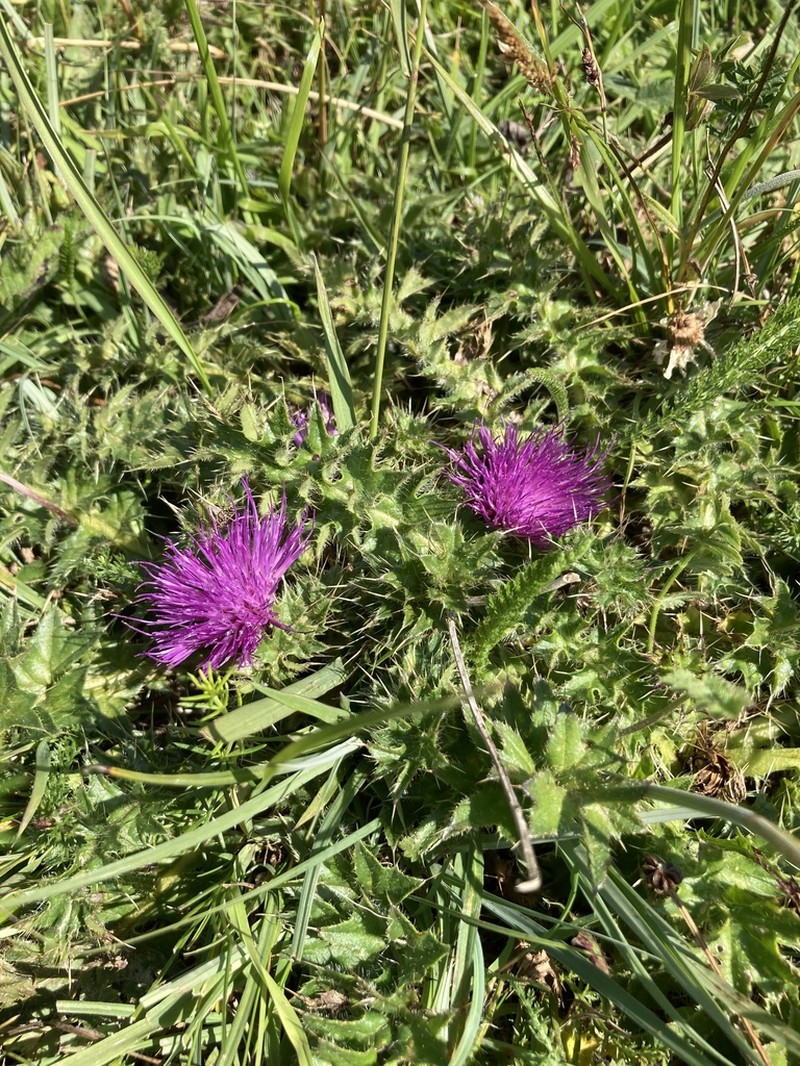 Cirsium acaulon photo 7