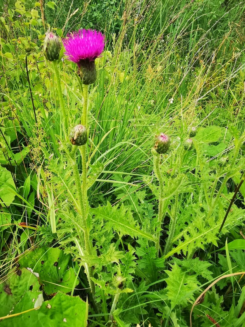 Cirsium acaulon photo 8