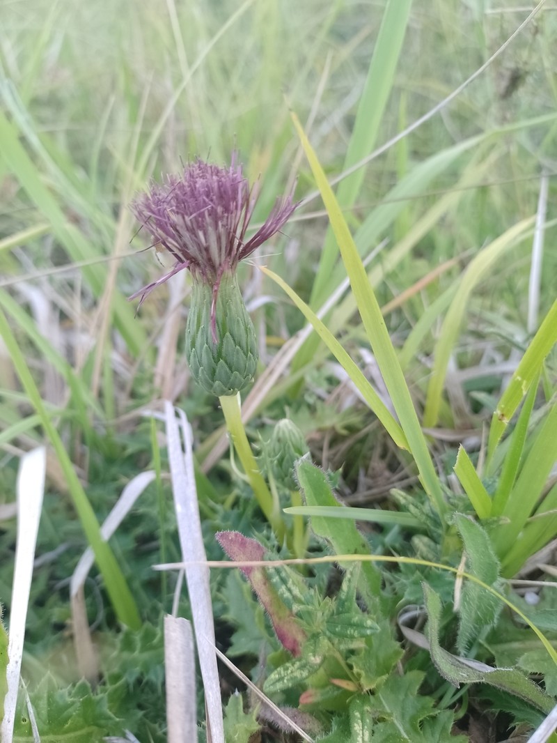 Cirsium acaulon subsp. acaulon