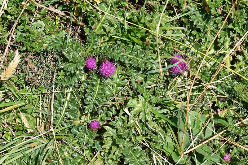 Cirsium acaulon subsp. acaulon photo 2