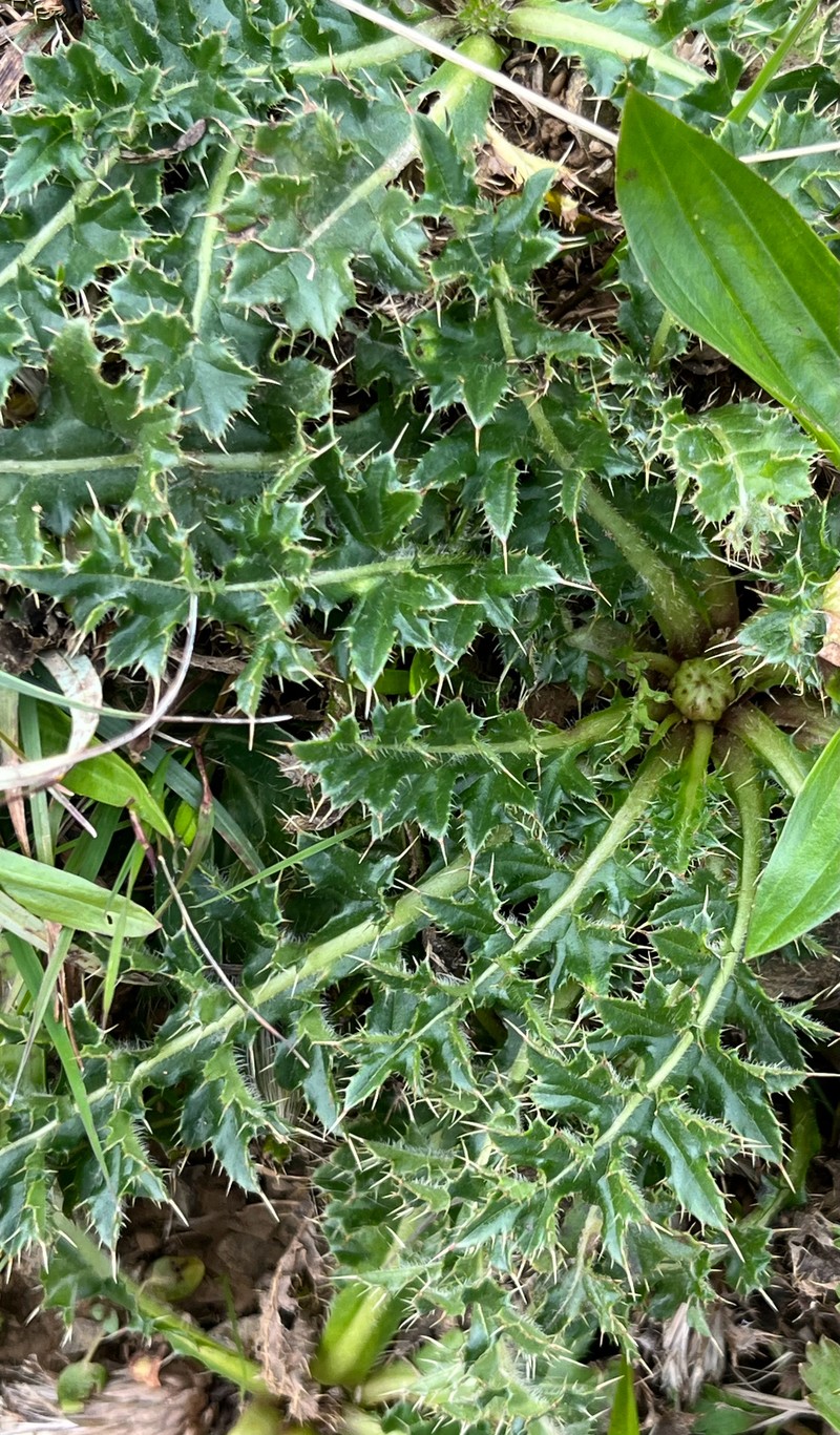 Cirsium acaulon subsp. acaulon photo 3