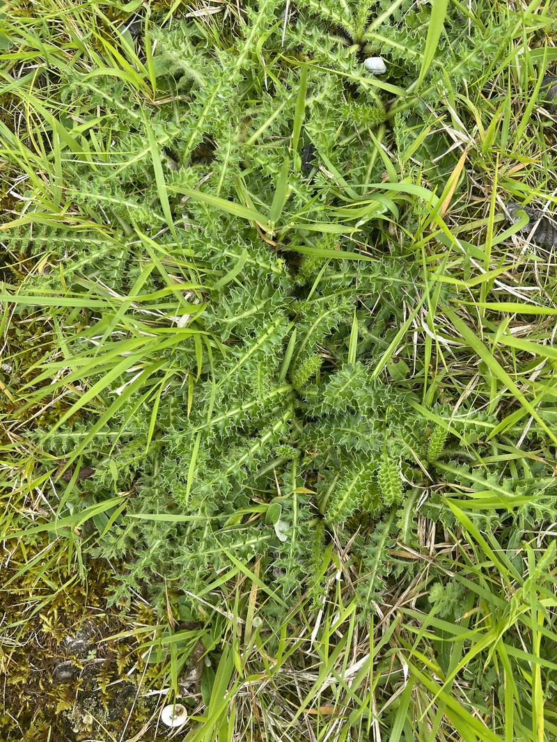 Cirsium acaulon subsp. acaulon photo 4