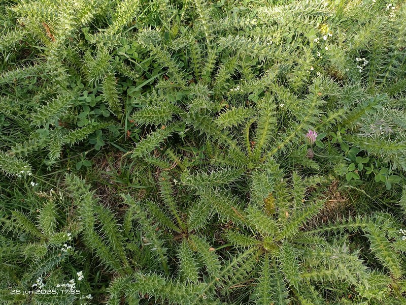 Cirsium acaulon subsp. gregarium