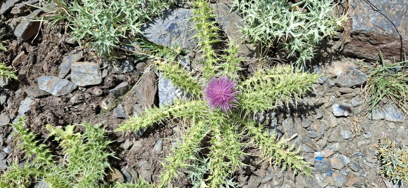 Cirsium acaulon subsp. gregarium photo 2