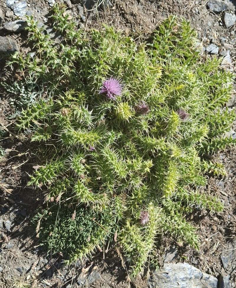 Cirsium acaulon subsp. gregarium photo 3