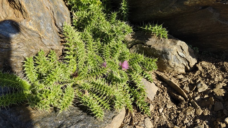 Cirsium acaulon subsp. gregarium photo 4
