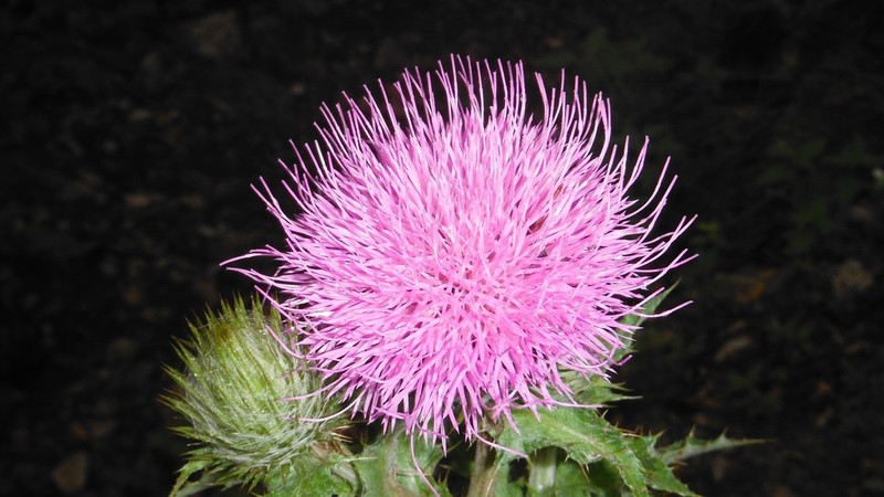 Cirsium acrolepis