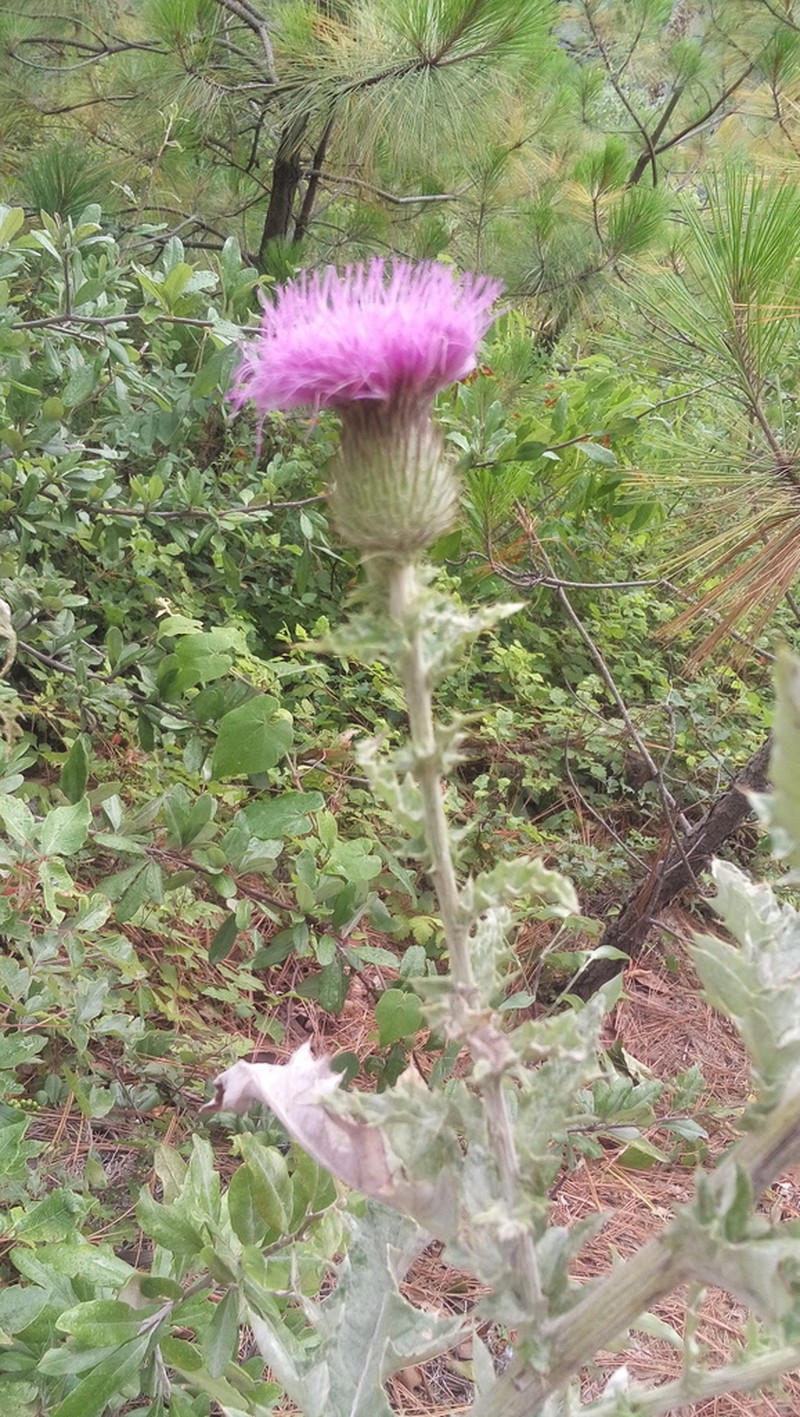 Cirsium acrolepis photo 2