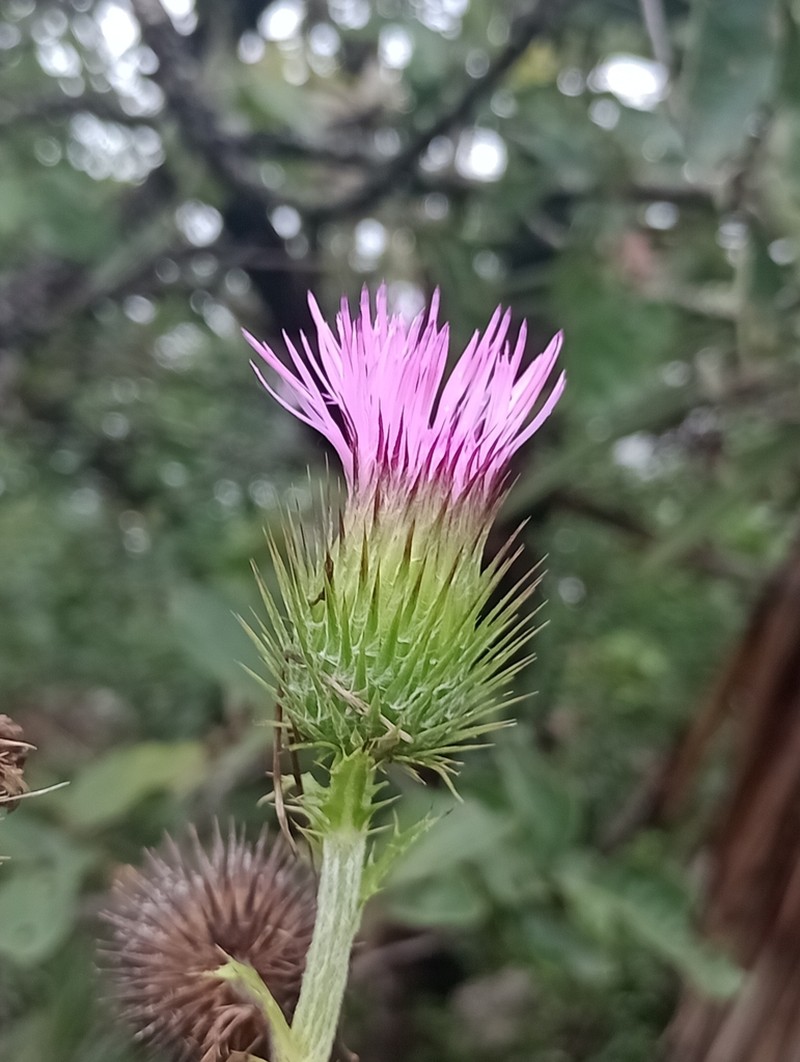 Cirsium acrolepis photo 3