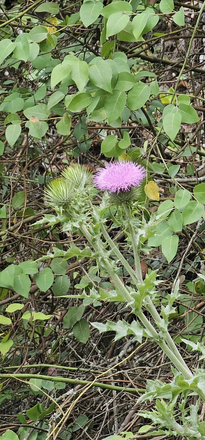 Cirsium acrolepis photo 4