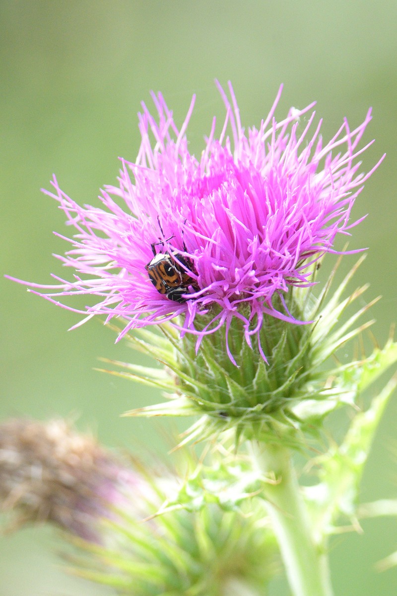 Cirsium acrolepis photo 5
