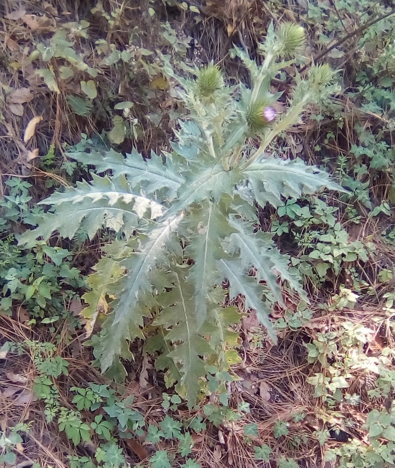 Cirsium acrolepis photo 6