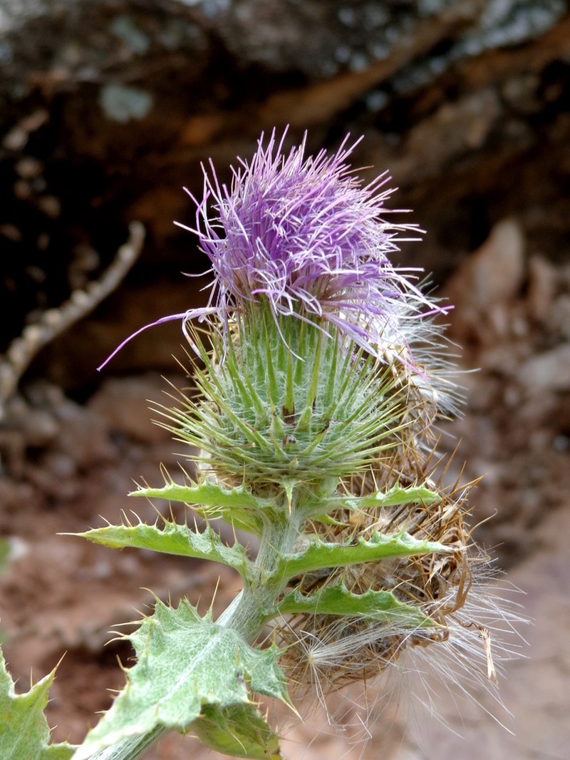 Cirsium acrolepis photo 7