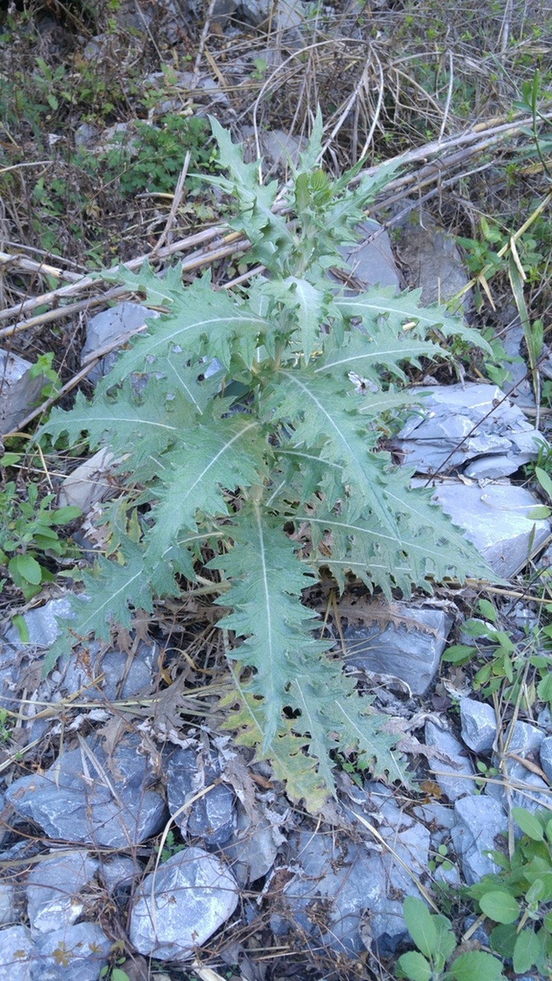 Cirsium acrolepis photo 8