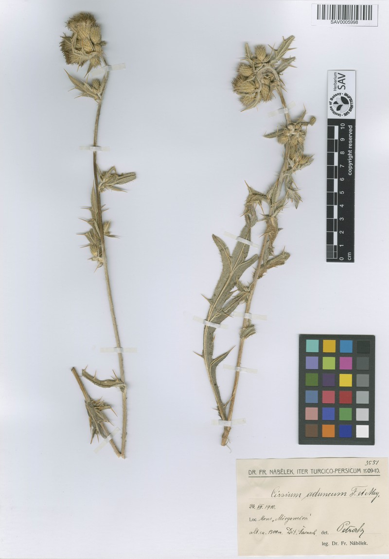 Cirsium aduncum