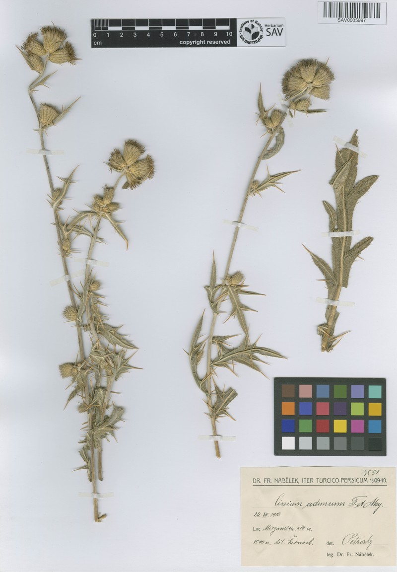 Cirsium aduncum photo 2