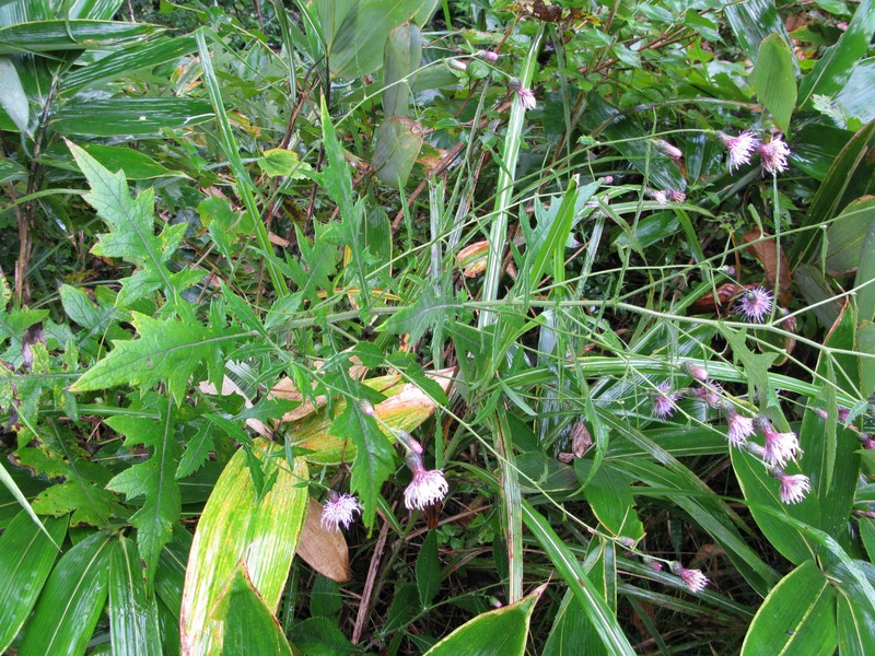 Cirsium aidzuense