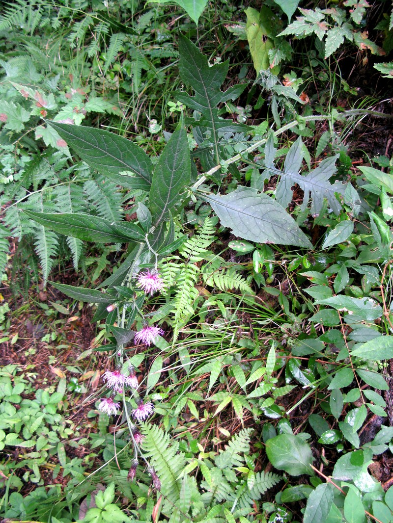 Cirsium aidzuense photo 2