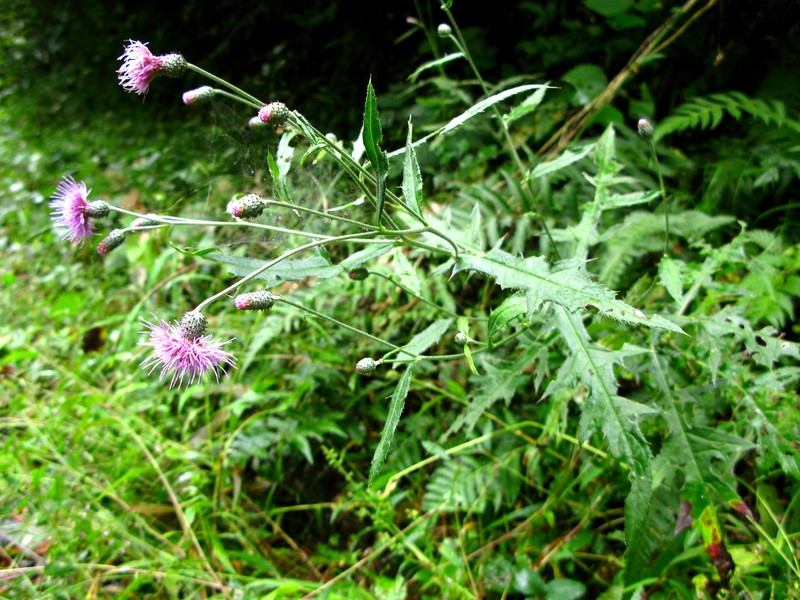 Cirsium aidzuense photo 3