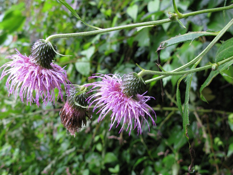 Cirsium aidzuense photo 4