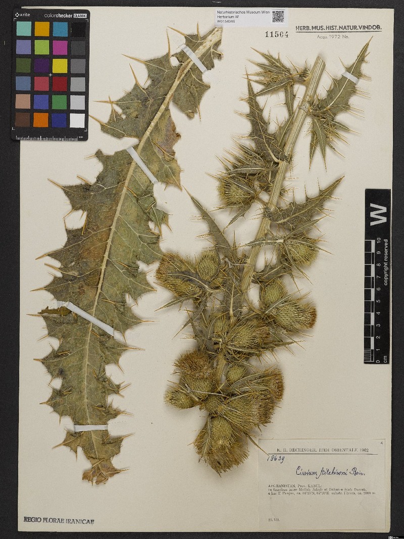 Cirsium aitchisonii