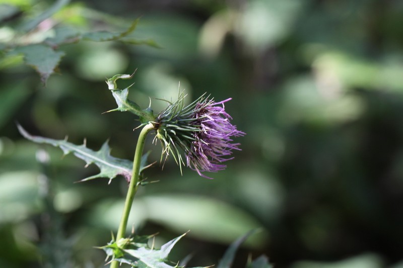 Cirsium akimotoi