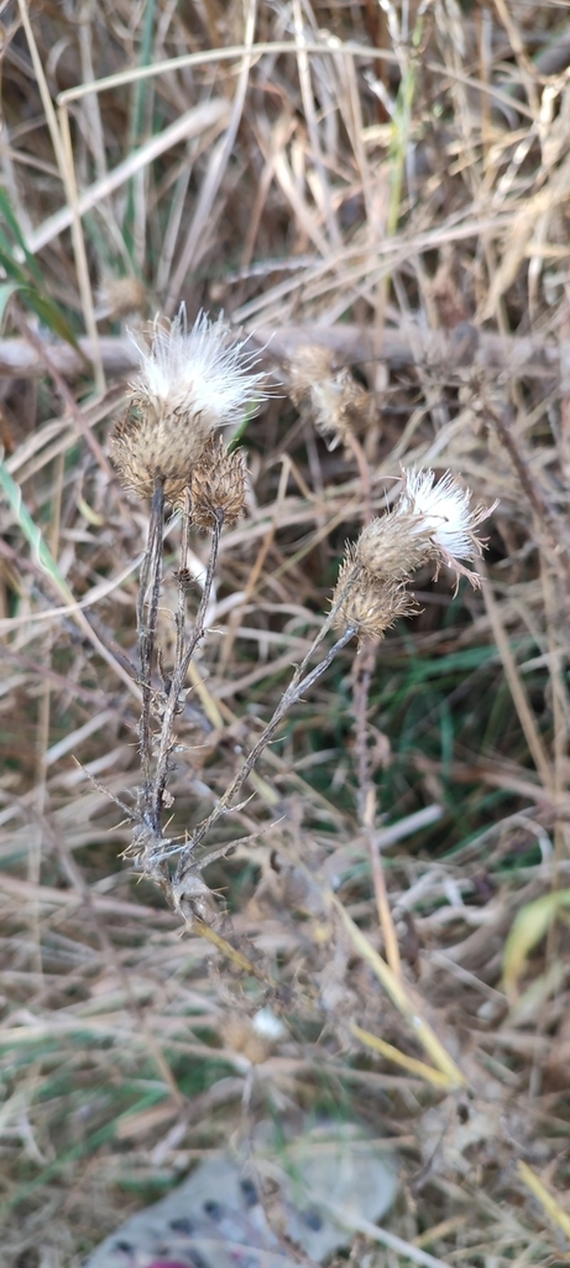 Cirsium alatum photo 2