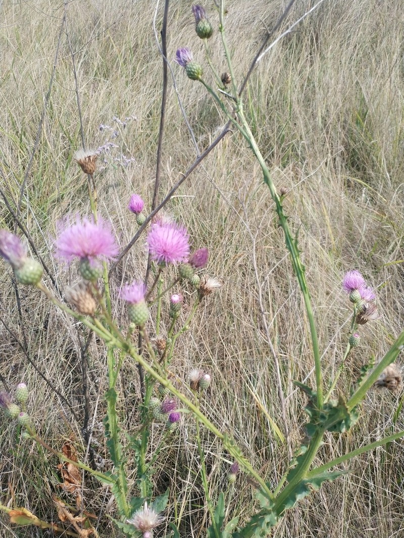 Cirsium alatum photo 3