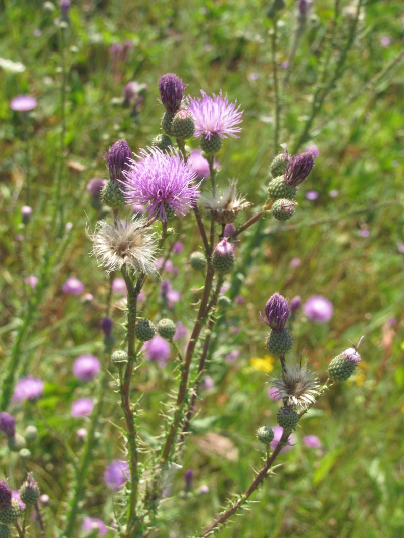 Cirsium alatum photo 4