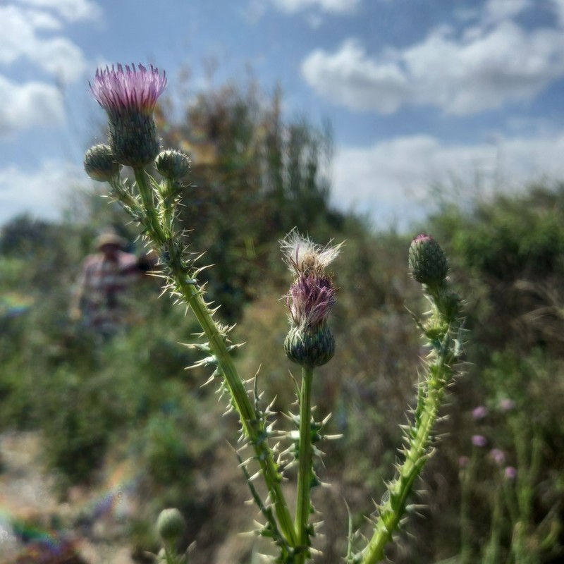 Cirsium alatum photo 5