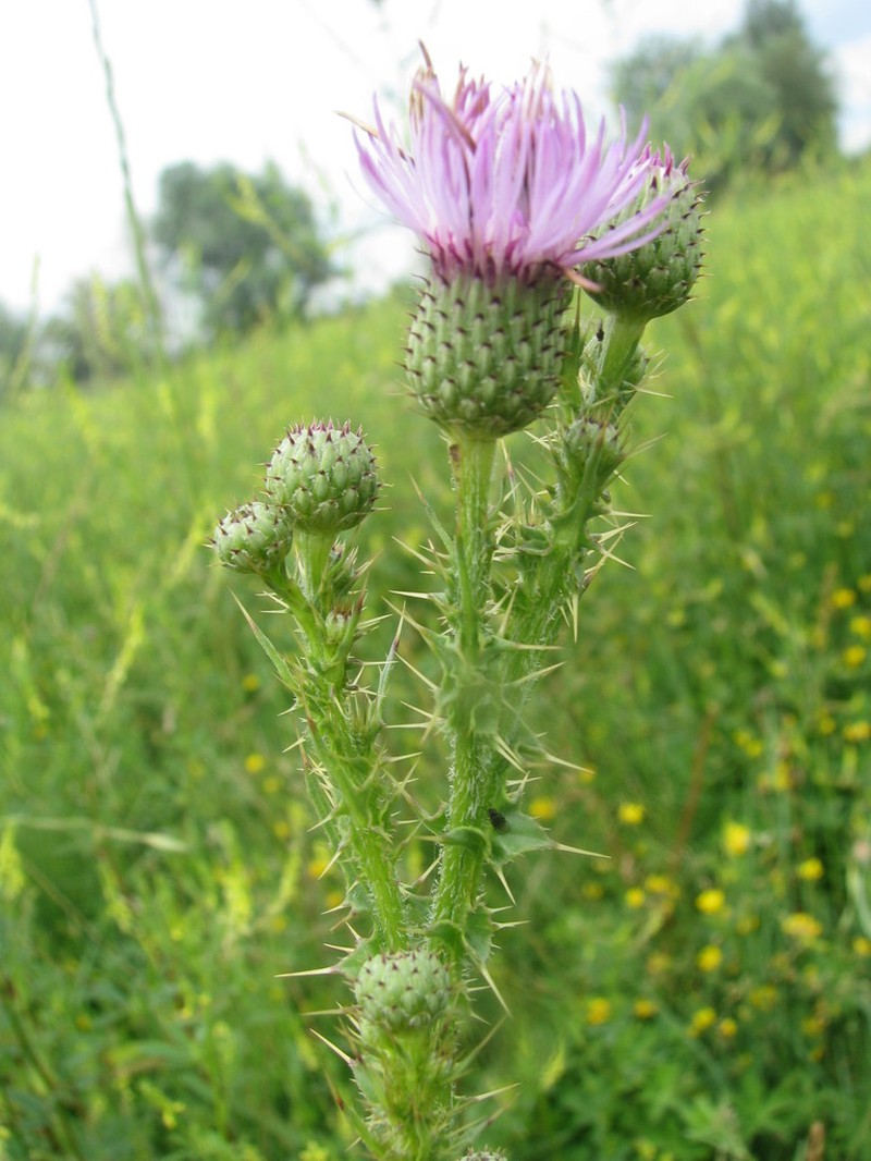 Cirsium alatum photo 6
