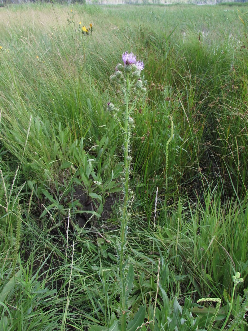 Cirsium alatum photo 7
