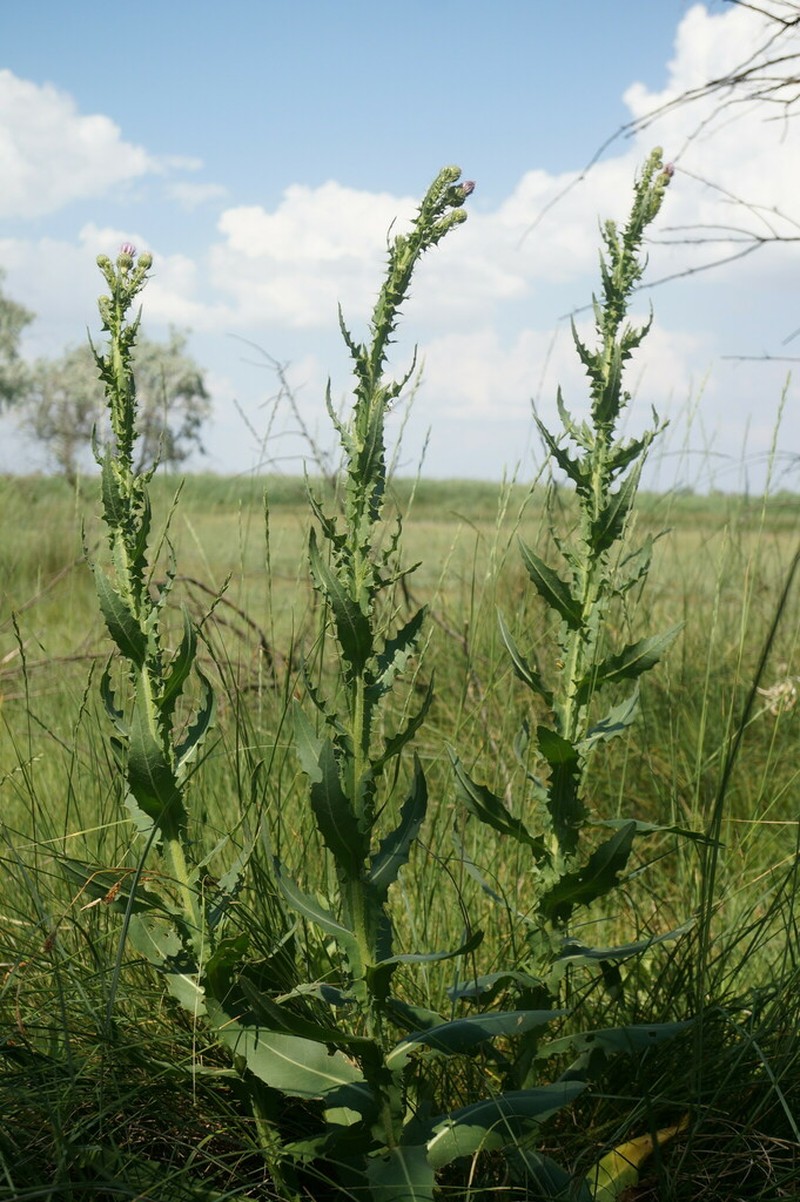 Cirsium alatum photo 8