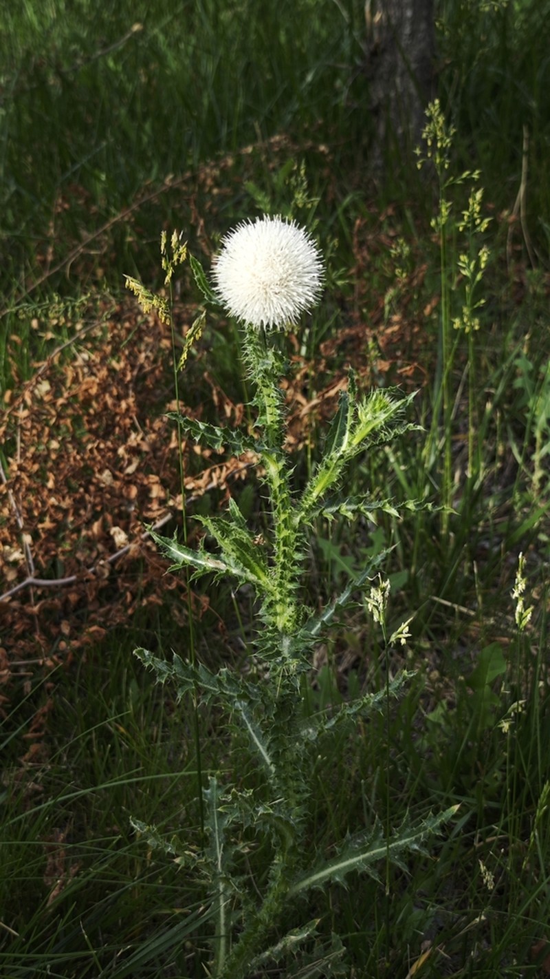 Cirsium alberti