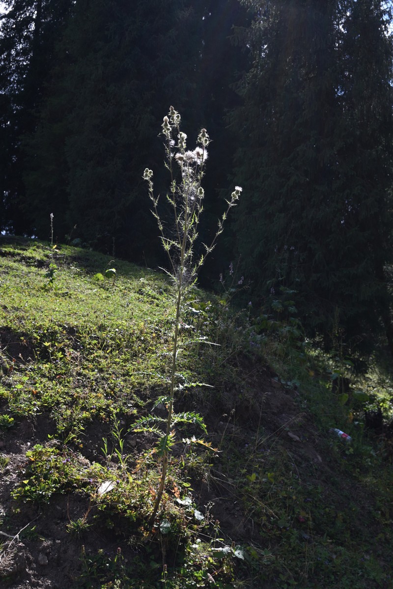 Cirsium alberti photo 2