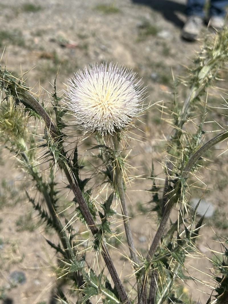 Cirsium alberti photo 3
