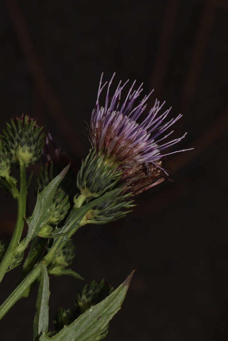 Cirsium alpicola